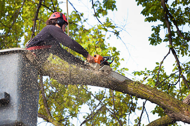 Professional Tree Removal Services in Delhi Hills, OH